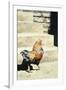 The Strutter, 2004-Sandra Lawrence-Framed Giclee Print