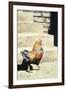 The Strutter, 2004-Sandra Lawrence-Framed Giclee Print