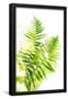 Essential Black