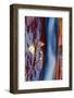 The Subway Detail in Autumn, Zion National Park, Southern Utah-Vincent James-Framed Photographic Print