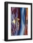 The Subway Detail in Autumn, Zion National Park, Southern Utah-Vincent James-Framed Photographic Print