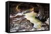 The Subway in Zion National Park, Utah in the Fall-Lindsay Daniels-Framed Stretched Canvas