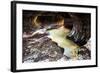 The Subway in Zion National Park, Utah in the Fall-Lindsay Daniels-Framed Photographic Print