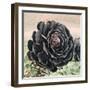 The Succulent-Ashley Davis-Framed Art Print