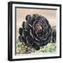 The Succulent-Ashley Davis-Framed Art Print