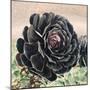 The Succulent-Ashley Davis-Mounted Art Print