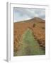 The Sugar Loaf, in Autumn, Black Mountains Near Abergavenny, Monmouthshire, Wales-David Hunter-Framed Photographic Print