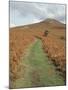 The Sugar Loaf, in Autumn, Black Mountains Near Abergavenny, Monmouthshire, Wales-David Hunter-Mounted Photographic Print