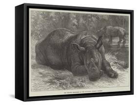 The Sumatra Rhinoceros at the Zoological Society's Gardens-Johann Baptist Zwecker-Framed Stretched Canvas