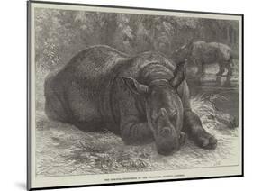 The Sumatra Rhinoceros at the Zoological Society's Gardens-Johann Baptist Zwecker-Mounted Giclee Print