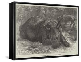 The Sumatra Rhinoceros at the Zoological Society's Gardens-Johann Baptist Zwecker-Framed Stretched Canvas