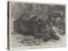 The Sumatra Rhinoceros at the Zoological Society's Gardens-Johann Baptist Zwecker-Stretched Canvas