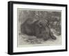 The Sumatra Rhinoceros at the Zoological Society's Gardens-Johann Baptist Zwecker-Framed Giclee Print