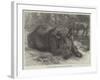 The Sumatra Rhinoceros at the Zoological Society's Gardens-Johann Baptist Zwecker-Framed Giclee Print