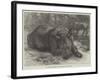 The Sumatra Rhinoceros at the Zoological Society's Gardens-Johann Baptist Zwecker-Framed Giclee Print