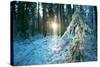 The Sun Finding a Small Opening in the Snowy Forest of Koenigstuhl-Andreas Brandl-Stretched Canvas