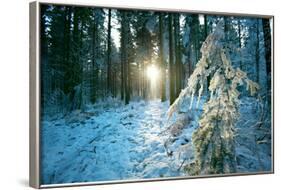 The Sun Finding a Small Opening in the Snowy Forest of Koenigstuhl-Andreas Brandl-Framed Photographic Print