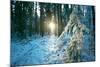 The Sun Finding a Small Opening in the Snowy Forest of Koenigstuhl-Andreas Brandl-Mounted Photographic Print