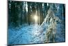 The Sun Finding a Small Opening in the Snowy Forest of Koenigstuhl-Andreas Brandl-Mounted Photographic Print