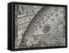 The Sun, Moon and Stars-Camille Flammarion-Framed Stretched Canvas