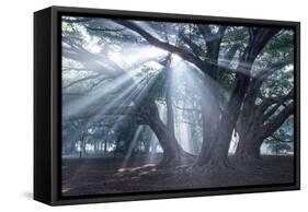 The Sun's Rays Shine Through Trees in Mist in Ibirapuera Park-Alex Saberi-Framed Stretched Canvas