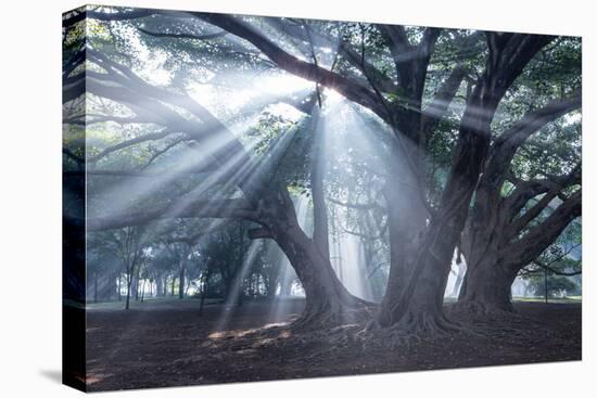 The Sun's Rays Shine Through Trees in Mist in Ibirapuera Park-Alex Saberi-Stretched Canvas