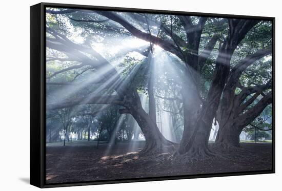 The Sun's Rays Shine Through Trees in Mist in Ibirapuera Park-Alex Saberi-Framed Stretched Canvas