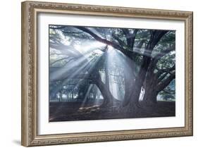 The Sun's Rays Shine Through Trees in Mist in Ibirapuera Park-Alex Saberi-Framed Photographic Print