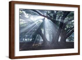 The Sun's Rays Shine Through Trees in Mist in Ibirapuera Park-Alex Saberi-Framed Photographic Print