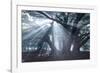 The Sun's Rays Shine Through Trees in Mist in Ibirapuera Park-Alex Saberi-Framed Photographic Print