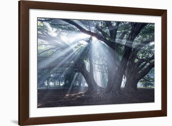 The Sun's Rays Shine Through Trees in Mist in Ibirapuera Park-Alex Saberi-Framed Photographic Print