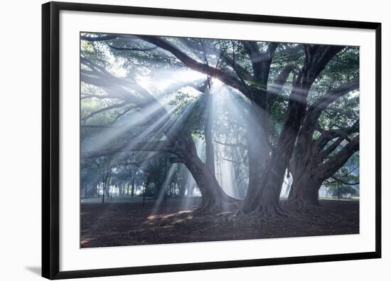 The Sun's Rays Shine Through Trees in Mist in Ibirapuera Park-Alex Saberi-Framed Photographic Print
