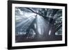 The Sun's Rays Shine Through Trees in Mist in Ibirapuera Park-Alex Saberi-Framed Photographic Print