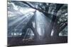 The Sun's Rays Shine Through Trees in Mist in Ibirapuera Park-Alex Saberi-Mounted Photographic Print