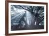 The Sun's Rays Shine Through Trees in Mist in Ibirapuera Park-Alex Saberi-Framed Photographic Print