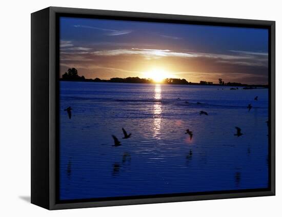 The Sun Sets as Sea Gulls Flies Over Flooded Argentina's Pampas-null-Framed Stretched Canvas