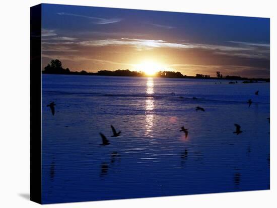 The Sun Sets as Sea Gulls Flies Over Flooded Argentina's Pampas-null-Stretched Canvas