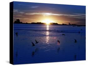 The Sun Sets as Sea Gulls Flies Over Flooded Argentina's Pampas-null-Stretched Canvas