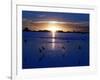 The Sun Sets as Sea Gulls Flies Over Flooded Argentina's Pampas-null-Framed Photographic Print