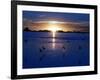 The Sun Sets as Sea Gulls Flies Over Flooded Argentina's Pampas-null-Framed Photographic Print