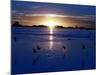 The Sun Sets as Sea Gulls Flies Over Flooded Argentina's Pampas-null-Mounted Photographic Print