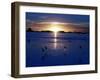 The Sun Sets as Sea Gulls Flies Over Flooded Argentina's Pampas-null-Framed Photographic Print