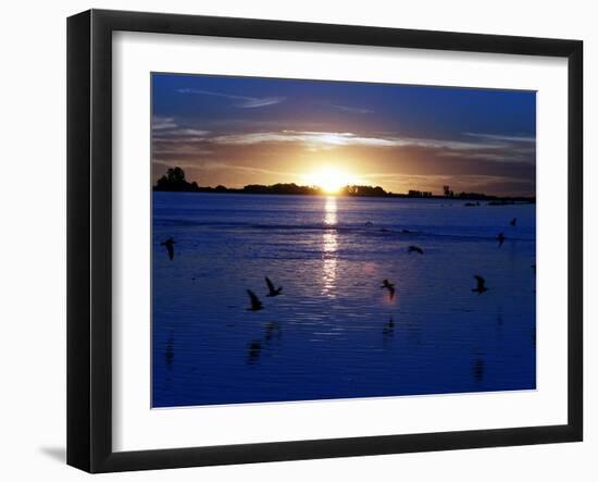 The Sun Sets as Sea Gulls Flies Over Flooded Argentina's Pampas-null-Framed Photographic Print