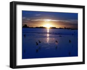 The Sun Sets as Sea Gulls Flies Over Flooded Argentina's Pampas-null-Framed Photographic Print