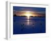 The Sun Sets as Sea Gulls Flies Over Flooded Argentina's Pampas-null-Framed Photographic Print