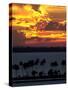The Sun Sets Over the Bay of San Juan, Puerto Rico-null-Stretched Canvas