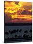 The Sun Sets Over the Bay of San Juan, Puerto Rico-null-Stretched Canvas