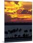 The Sun Sets Over the Bay of San Juan, Puerto Rico-null-Mounted Photographic Print