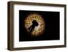 The Sun Shines through a Dandelion with a Dark Background-Wirestock-Framed Photographic Print