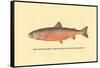 The Sunapee Trout-H.h. Leonard-Framed Stretched Canvas